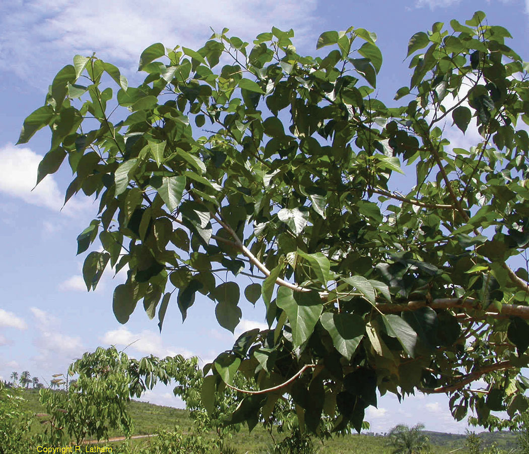 Gmelina tree