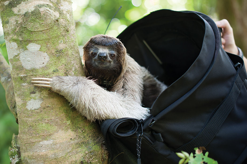 Female three-fingered sloth