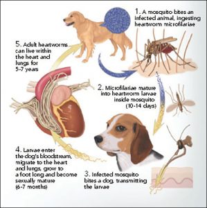 Heartworm Cycle