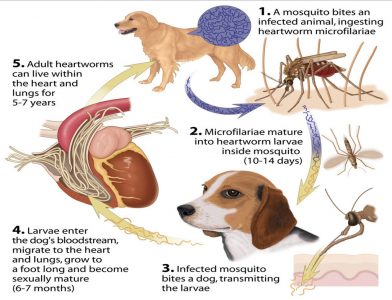 Heartworm cycle