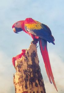 macaws return