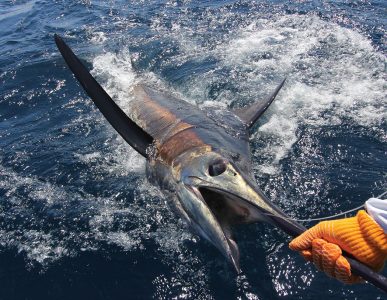 Blue marlin are strictly Catch & Release here