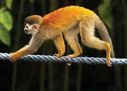 Squirrel (Titi) Monkey using our bridge in 2005