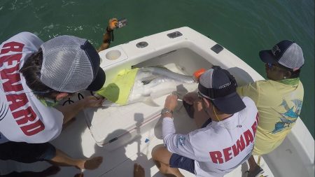 Roosterfish electronic tagging