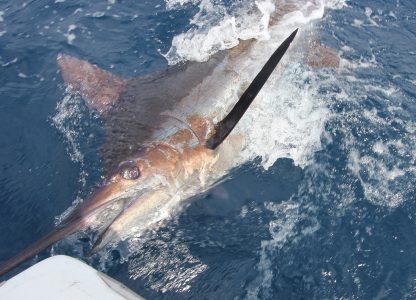 Blue Marlin ready for release