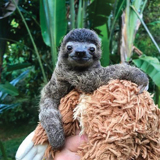 Baby sloth on stuffed toy