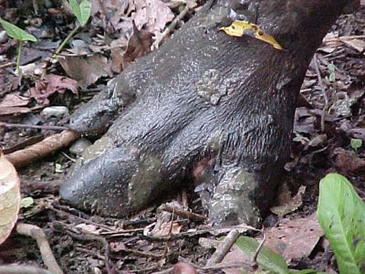 Tapir front foot