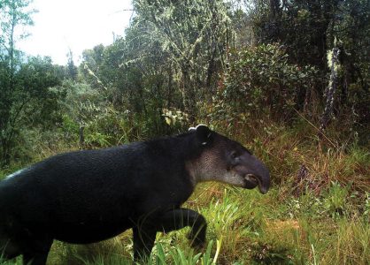Tapir emerging from a river