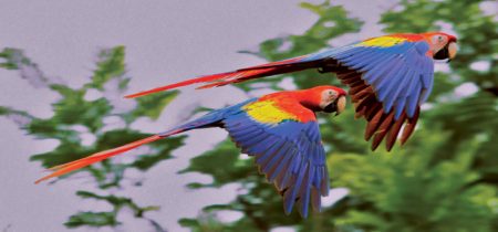 Pair of flying macaws