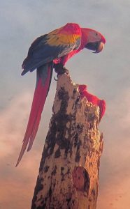 Pair of macaws hunting for a nest