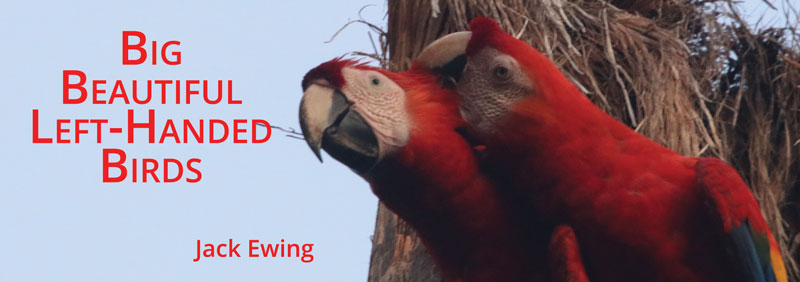 Macaw pair header