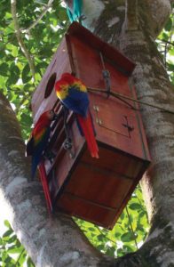 Pair of macaws at a nesting box