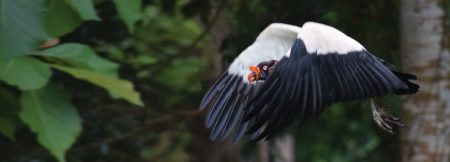 King Vulture flying