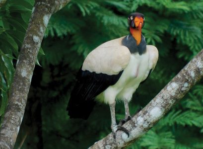 King Vulture on a branch