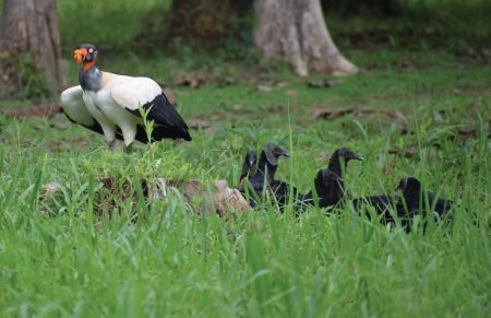 King Vulture protecting carcass