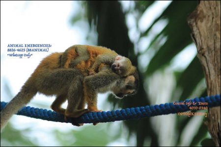 Titi monkey using a bridge