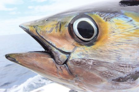 Close-up of tuna's head