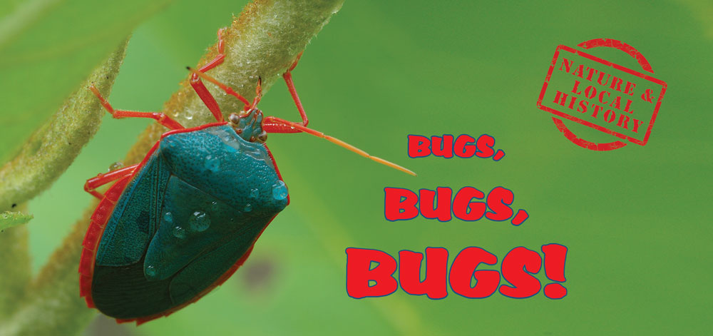 Bugs Bugs Bugs header