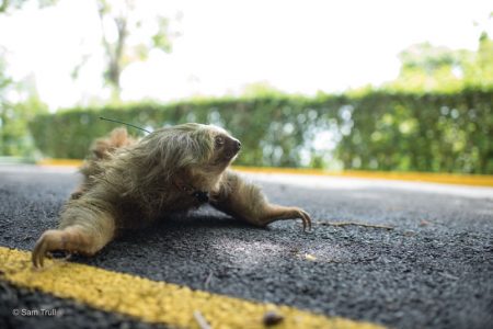 Sloth crossing the road