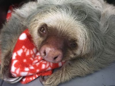 Dolly was rescued after being electrocuted. Luckily, TSI was able to save her injured eye.