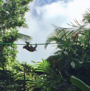 Sloth on rope bridge