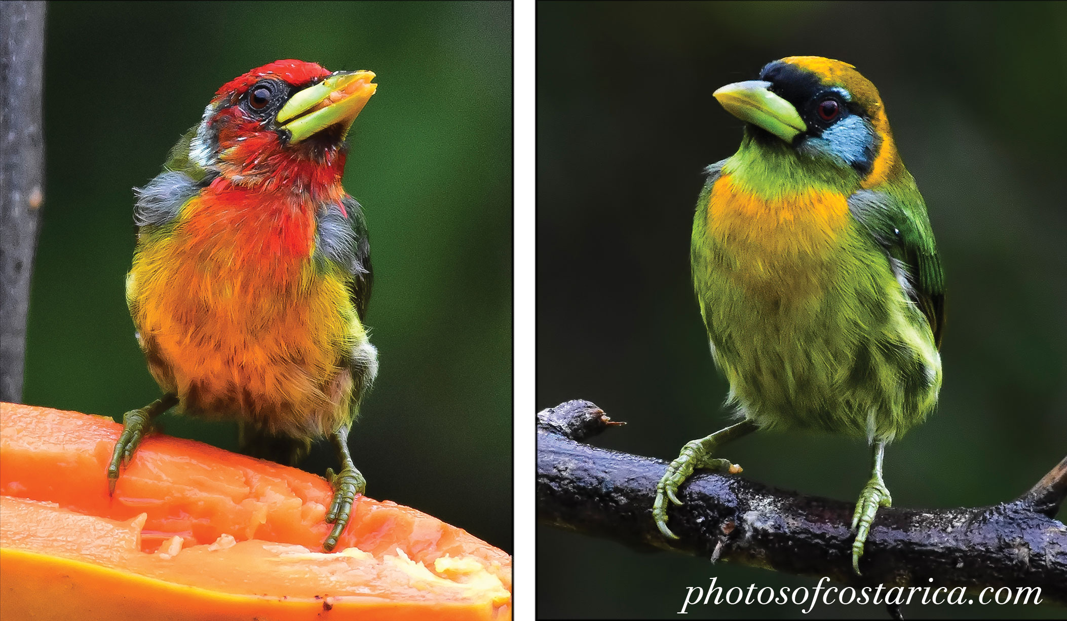 Male and Female Red-Headed Barbet