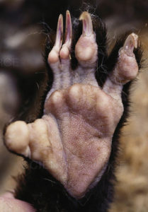 Opossum hand