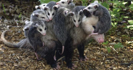Opossum mother carrying babies