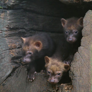 Pups in a tree hollow