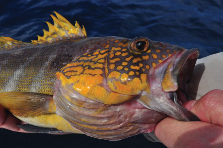 Large yellow fish