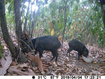 Wild pigs drinking at water bowl