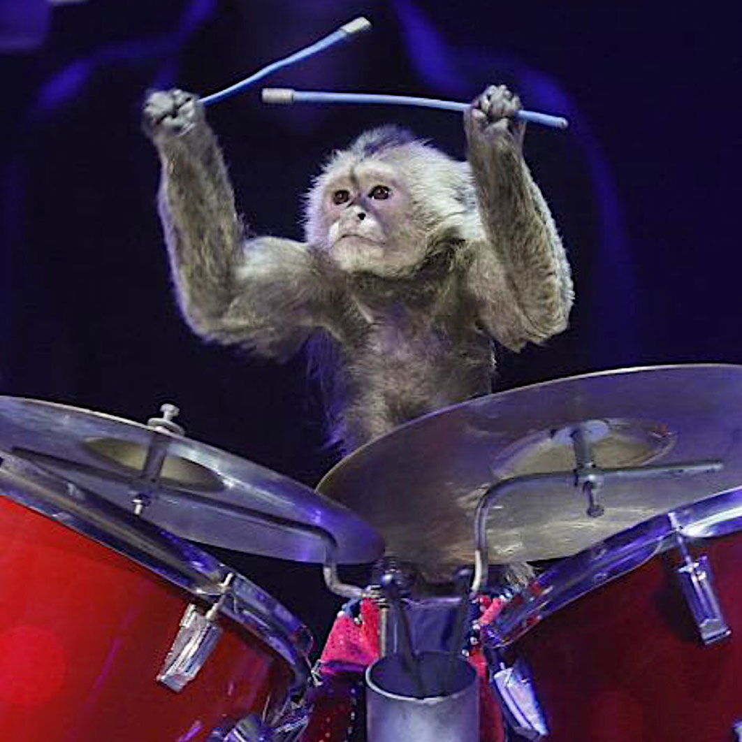 Monkey playing drums