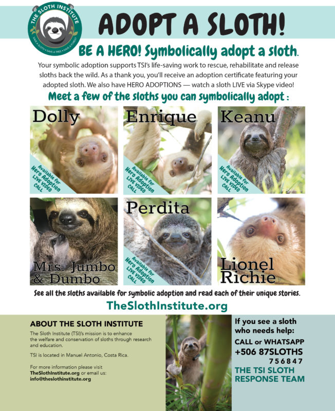 Adopt a Sloth flyer