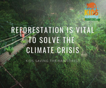 Reforestation is vital to solve the climate crisis