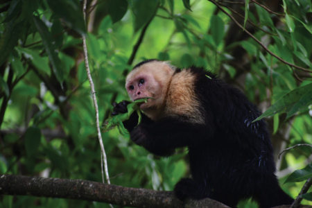 Capuchin eating a green iguana