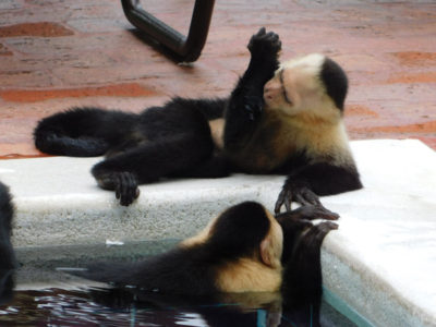 Capuchin monkeys swimming in a pool