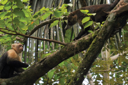 Capuchin and Coati on a tree branch