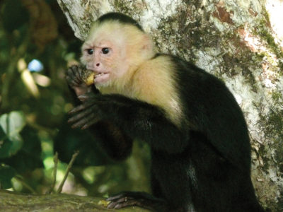 Capuchin monkey eating fruit