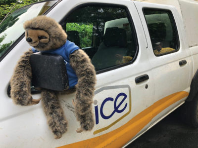 Toy sloth in an ICE truck