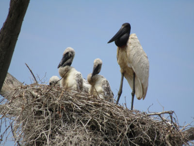 Jabiru stork with chicks