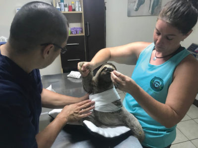 Bandaged sloth with 2 doctors