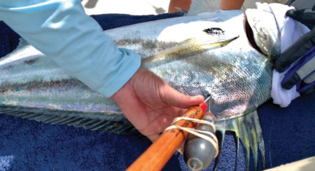Tagging a rooster fish