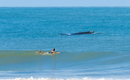 Surfer beside a whale