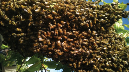 Large hanging swarm of bees