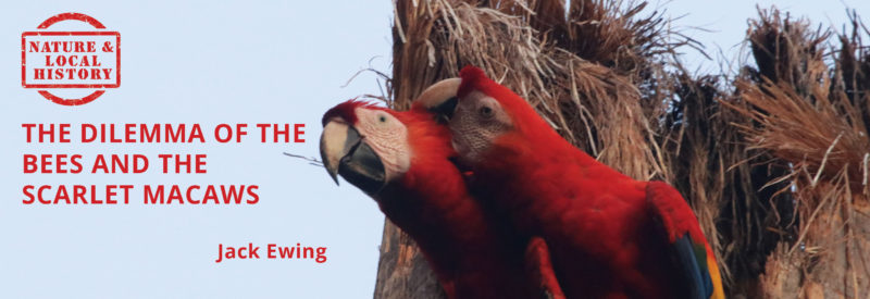The dilemma of the bees and the scarlet macaws header