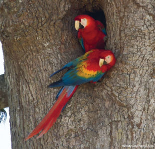 2 macaws nesting in a tree cavity