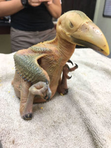 Baby toucan