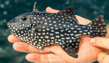 A colourful spotted fish