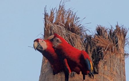 Nesting Macaws