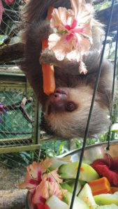 Sloth eating hibiscus